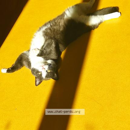 Fripoune Chat Perdu A Les Fourgs Chat Perdu France Fripoune Chat Perdu A Les Fourgs Chat Perdu France