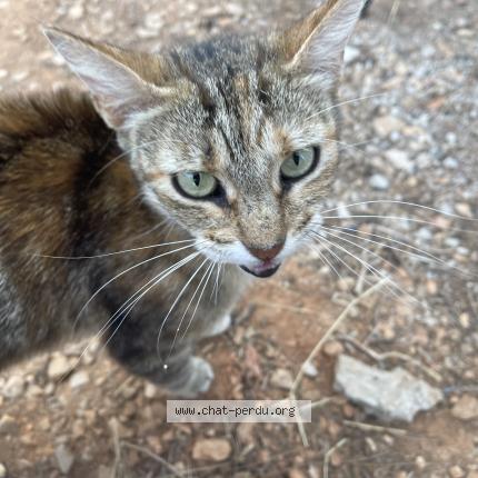 Photo de chat trouvé à Brignoles