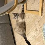 Photo de chat perdu à Rouffiac Tolosan