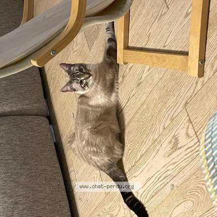 Photo 1/1 Chat retrouvé Perdu à Rouffiac tolosan