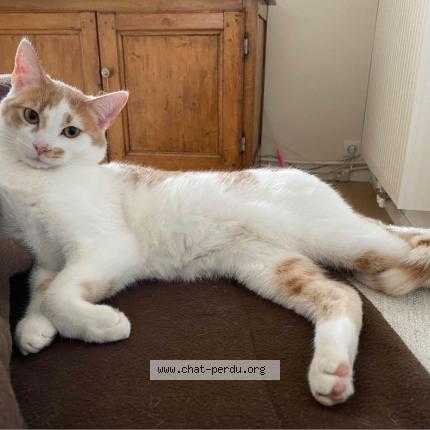 Photo de chat perdu à Wasnes Au Bac