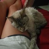 Photo de chat perdu à Grasse