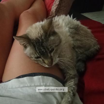 Photo 1/1 Chat retrouvé Perdu à Grasse