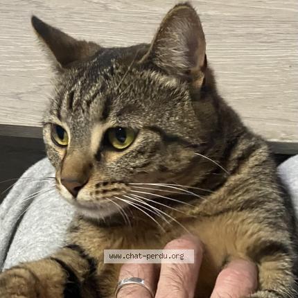 Photo de chat perdu à Rodilhan