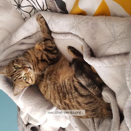 Photo de chat perdu à Montpellier