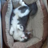 Photo de chat perdu à Romans Sur Isere