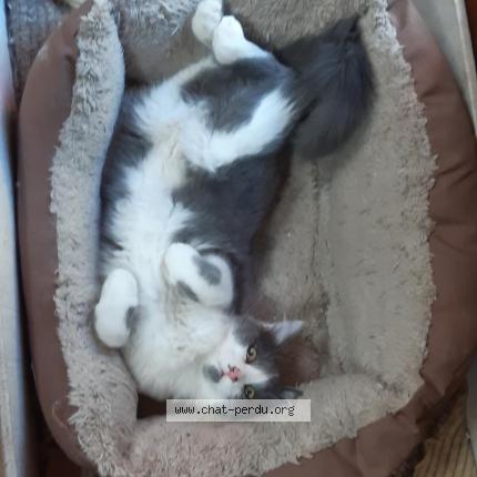 Photo de chat perdu à Romans Sur Isere