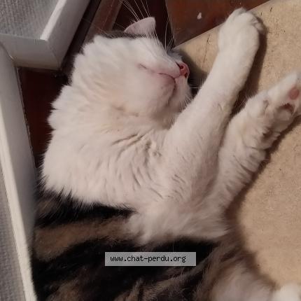 Photo 1/1 Chat retrouvé Perdu à Bordeaux