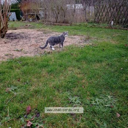 Photo 1/1 caroline Jan Marron Chat perdu à Rouvray