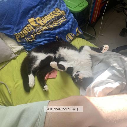 Photo 1/1 Chat retrouvé Perdu à Gisors