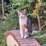 Chat Trouve Eure 27 France