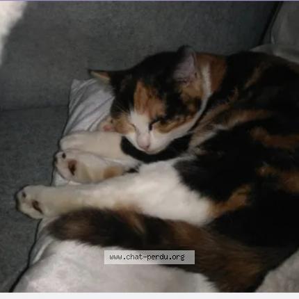 Photo 1/1 Rita Chat perdu à Couture