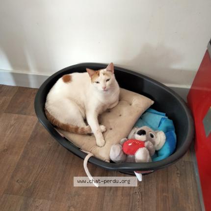 Raleur Loulou Chat Perdu A Issoire Chat Perdu France Raleur Loulou Chat Perdu A Issoire Chat Perdu France