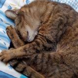 Photo de chat perdu à Pleumeur Bodou