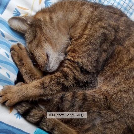 Photo 1/1 Chat retrouvé Perdu à Pleumeur bodou