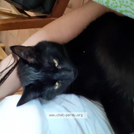 Photo de chat perdu à Le Juch