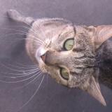 Chat Trouve Eure 27 France
