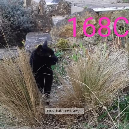 Photo de chat perdu à Paley