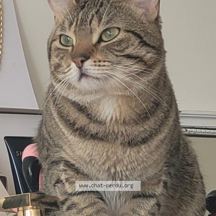 Photo de chat perdu à Nantes France