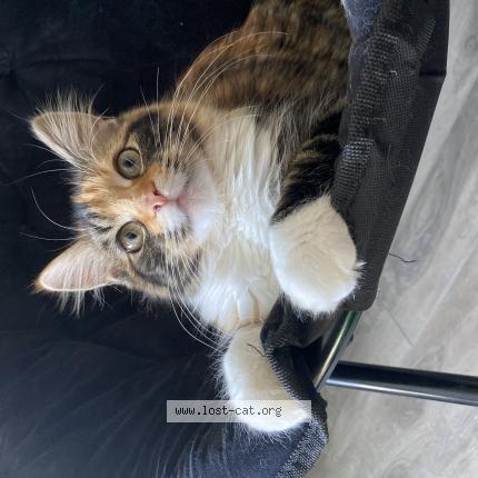 Photo 1/1 Chat retrouvé Perdu à Saint john