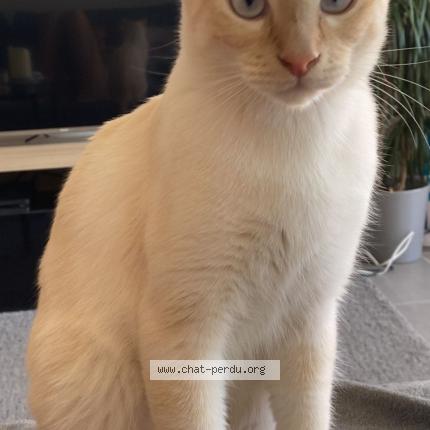 Photo 1/1 Chat retrouvé Perdu à Marseille
