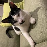 Chat Trouve Eure 27 France Chat Trouve Eure 27 France