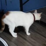 Chat Perdu Ou Trouve Seurre Cote D Or 21 France Chat Perdu Ou Trouve Seurre Cote D Or 21 France
