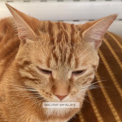 Photo de chat perdu à Pontoise