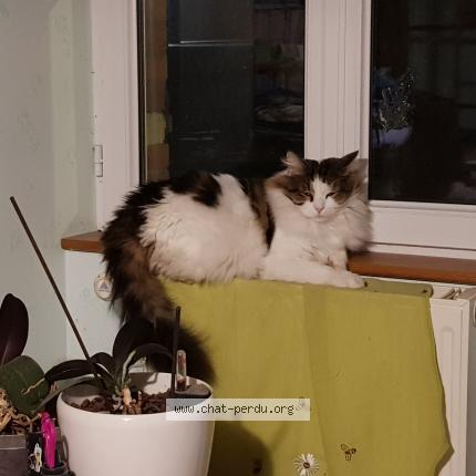 Photo 1/1 Chat retrouvé Perdu à Greneville en beauce