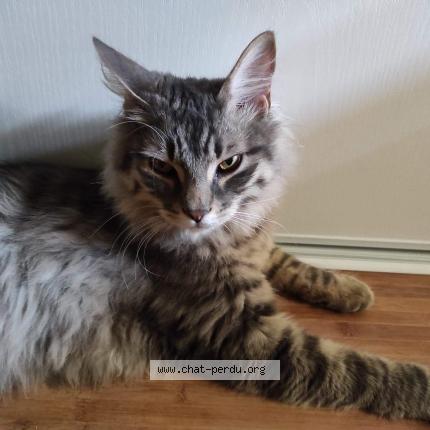 Photo 1/1 Chat retrouvé Perdu à Toulouse