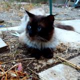 Photo de chat perdu à Nyons