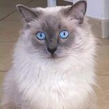 Photo de chat perdu à Saint Raphael