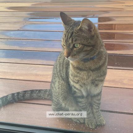 Photo 1/1 Tigrou Chat perdu à Sillingy
