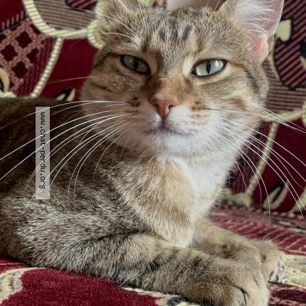Photo de chat perdu à Villeurbanne