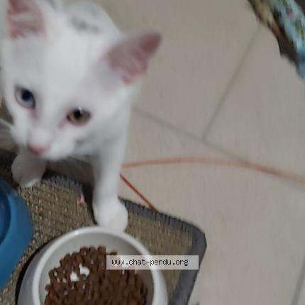 Photo de chat perdu à Val De Briey