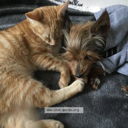 Photo 1/1 Chat retrouvé Perdu à Faches thumesnil