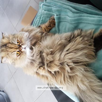 Photo 1/1 Chat retrouvé Perdu à Longwy