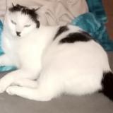 Photo de chat perdu à Bernos Beaulac