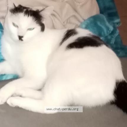 Photo de chat perdu à Bernos Beaulac