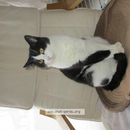 Photo 1/1 Nicetea Chat perdu à La chapelle