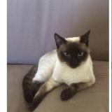 Photo de chat perdu à Bagnols Sur Ceze