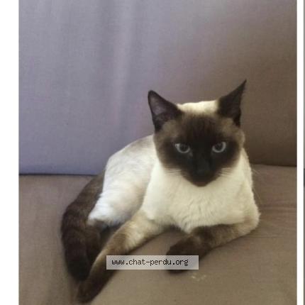 Photo 1/1 Chat retrouvé Perdu à Bagnols sur ceze