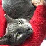 Photo de chat perdu à Saint Cyr
