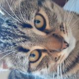 Photo de chat perdu à Barbatre