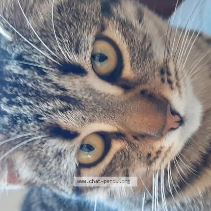 Photo de chat perdu à Barbatre