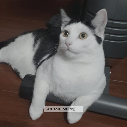 Photo 1/1 Raja Chat perdu à Brampton