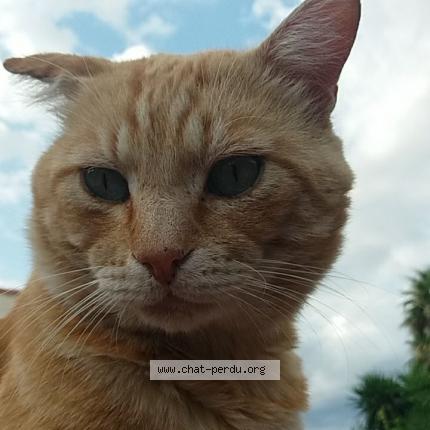Photo 1/1 Toffee H. Chat perdu à Perpignan