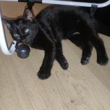 Photo de chat trouvé à Garenne Colombes