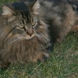 Photo de chat perdu à Calvisson