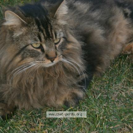 Photo de chat perdu à Calvisson